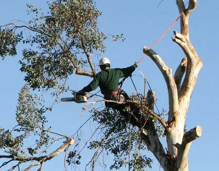 Arborist in a tree, cutting branches with a chainsaw, secured by ropes, wearing a helmet and green shirt, sunny day.