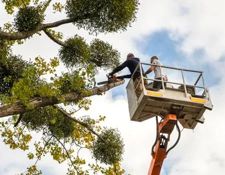 Two people in a lift bucket cutting a tree branch infested with mistletoe against a cloudy sky.