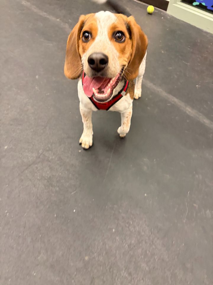 A happy beagle wearing a red harness standing on a gray floor with a small ball in the background.