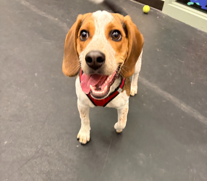 A happy beagle wearing a red harness standing on a gray floor with a small ball in the background.