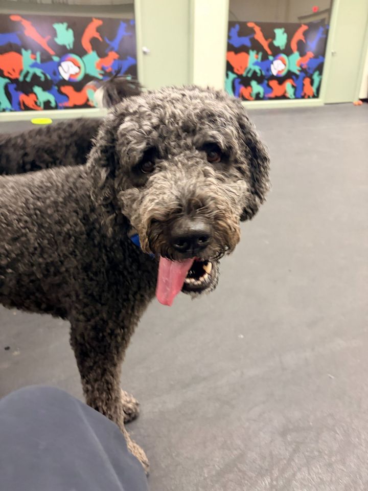 A curly-haired, gray and black dog with its tongue out stands in an indoor play area with colorful animal wall art.