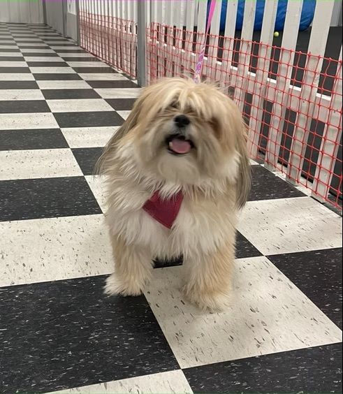 A long-haired, cream-colored dog with a red bandana around its neck, smiling while standing on a checkered floor.