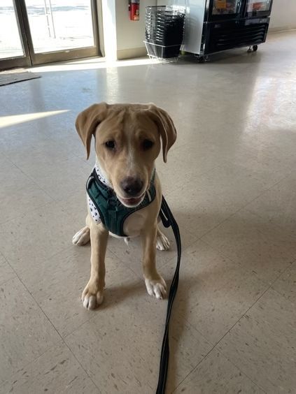 A light-colored puppy with floppy ears wearing a green harness and a leash, sitting on a light-colored floor.