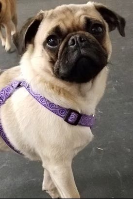 A fawn-colored pug with a dark face mask wearing a purple patterned harness, looking toward the camera.