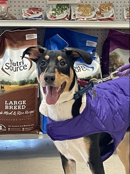 A tri-colored dog wearing a purple winter vest stands smiling in a pet store aisle in front of bags of dog food.