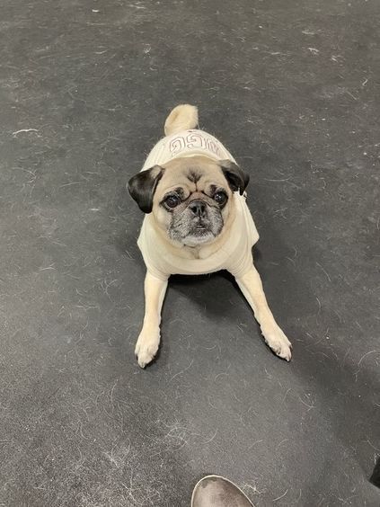 A tan pug wearing a white harness sits on a dark gray floor, looking directly at the camera with a calm expression.