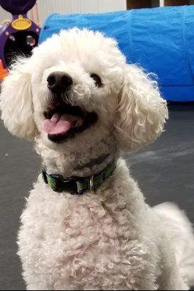 A happy, white curly-haired poodle looks up with its mouth open, wearing a patterned green collar in an indoor facility.