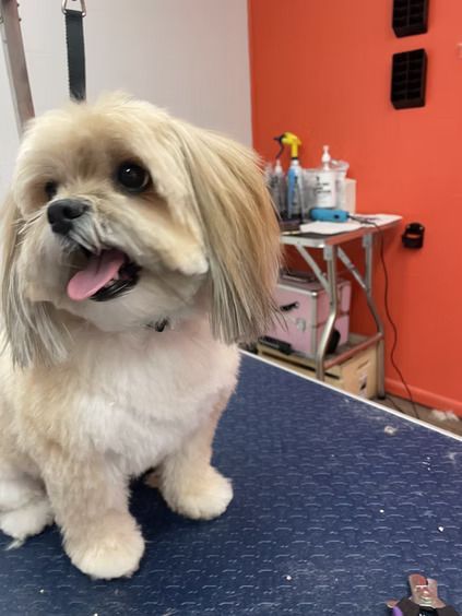 A light-colored Shih Tzu with a clean haircut sitting on a blue grooming table in a salon.