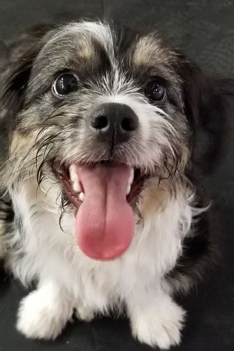 A small, scruffy dog with black, white, and tan fur looking up happily with its tongue out.