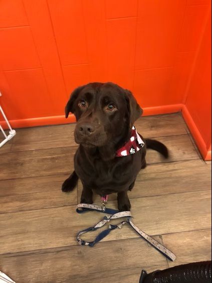 A chocolate Labrador sitting on a wood floor in front of bright orange walls, wearing a patterned bandana and a leash.