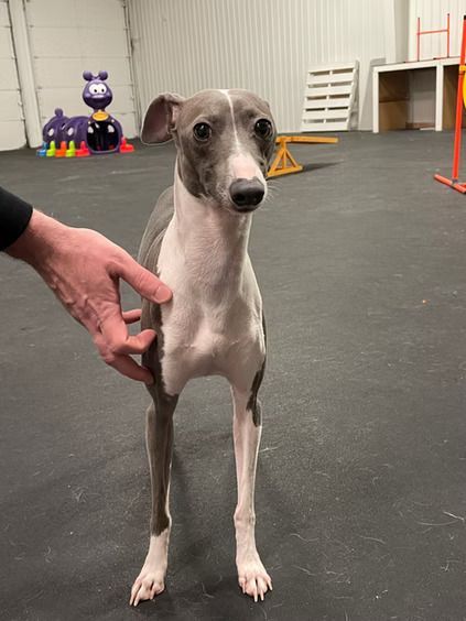 A grey and white Italian Greyhound stands alert in an indoor agility training facility while being held by a hand.