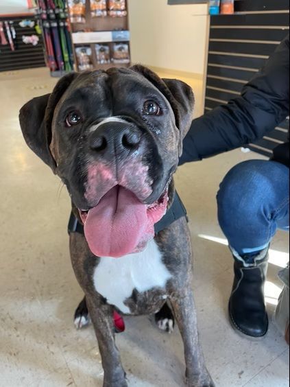 A brindle boxer dog with a white chest and open mouth sits indoors while a person pets its side.