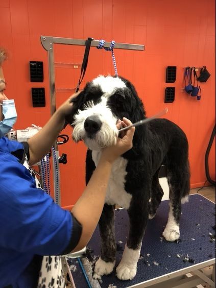 A groomer in a blue shirt trims the muzzle of a black-and-white dog standing on a grooming table.