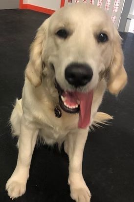 A golden-colored dog sitting on a dark floor, smiling with its tongue hanging out.