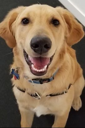 A happy golden retriever with a blue collar looks directly at the camera with an open-mouthed smile.