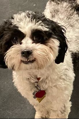 A small, black and white fluffy dog with a heart-shaped tag on its collar looking directly at the camera.