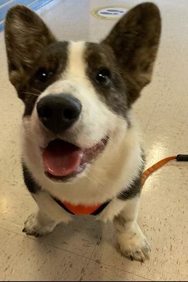 A happy brindle-and-white Cardigan Corgi with perked ears looks at the camera while wearing an orange harness.