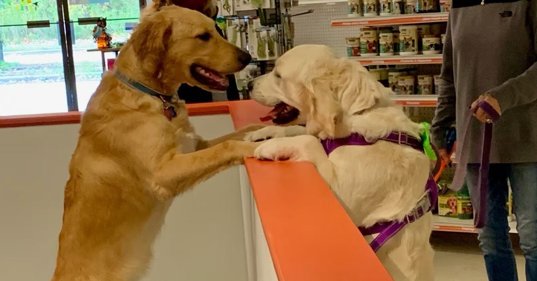 Two dogs face each other with paws on a store counter while a person stands nearby holding a leash.