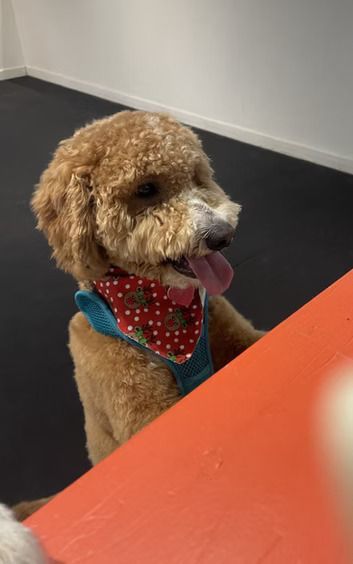 A golden curly-haired dog wearing a blue harness and a red polka-dot bandana rests its paws on an orange table.