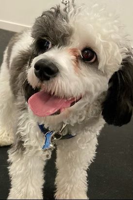 A small, fluffy, black and white dog with its tongue out looks up, wearing a blue collar with a tag.
