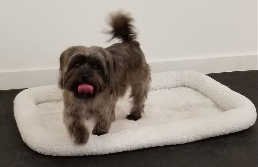 A fluffy gray dog standing on a white, rectangular plush pet bed with its tongue sticking out.
