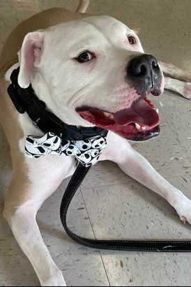 A white and tan pit bull mix with a happy expression wears a black collar with a Jack Skellington bow tie.
