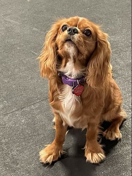 A tan Cavalier King Charles Spaniel with a purple collar sits on a gray surface, looking upward with an attentive gaze.