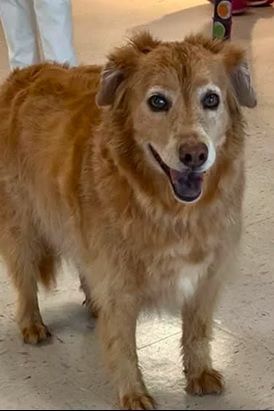 A golden-colored dog with white fur around its muzzle looks at the camera with its mouth open, standing on a light floor.