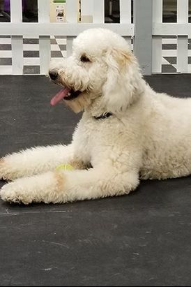 A cream-colored Goldendoodle lies on a dark floor in front of a white picket fence, panting with its tongue out.