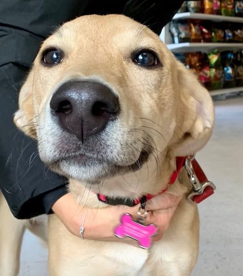 A tan puppy with large, dark eyes and a bright pink bone-shaped ID tag being held in a store aisle.