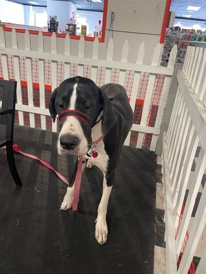 A black and white Great Dane wearing a red head halter and leash stands inside a white picket fence enclosure.