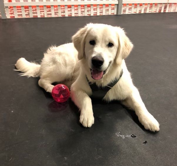 A light-colored golden retriever wearing a harness lies on a dark floor with a small, pink ball near its paws.