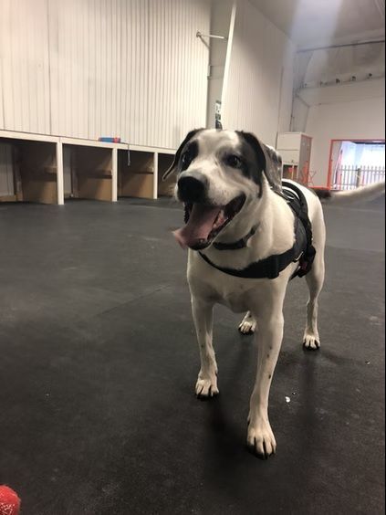 A happy black and white dog wearing a black harness stands on a dark floor in a bright indoor kennel facility.