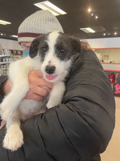 A person in a beanie and black jacket holds a small, scruffy white puppy with a black patch over its eyes and a pink tongue.