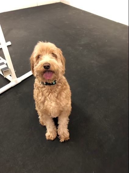 A golden-brown doodle dog with a happy expression sits on a dark gym floor next to a white exercise rack.