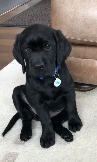 A black Labrador puppy with a blue collar and tag sitting on a light-colored rug next to a brown leather chair.