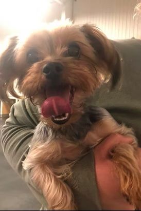 A happy, tan and black Yorkshire Terrier being held, smiling with its tongue lolling out.