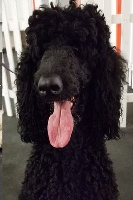 A black Standard Poodle with curly fur and a long, pink tongue hanging out, facing forward against a white fence.