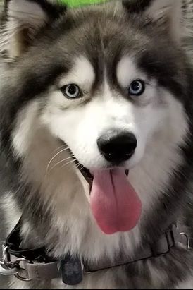 Close-up of a fluffy Siberian husky with striking blue eyes, a black and white coat, and tongue hanging out.