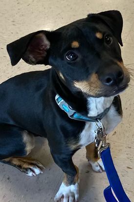 A small, black and tan puppy with floppy ears sits on a light floor, wearing a blue collar and matching leash.