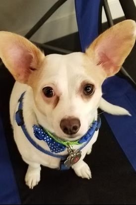 A small white and tan dog with large, upright ears wears a blue harness and a polka-dot bow tie.