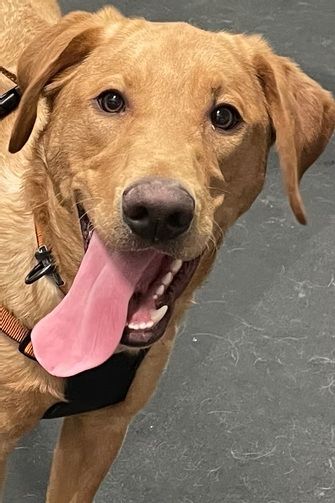 A golden-colored dog with a happy expression and tongue hanging out, wearing a harness, looking toward the camera.