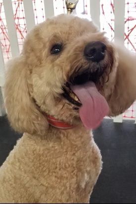 A smiling, golden-colored poodle mix with its tongue hanging out, wearing a red collar against a white fence background.