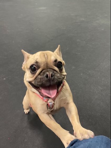 A cheerful fawn-colored French Bulldog with a pink harness looking up and reaching its paws toward a person's leg.