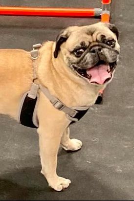 A smiling fawn pug with a black mask wears a tan harness while standing on a gray floor near an orange obstacle bar.