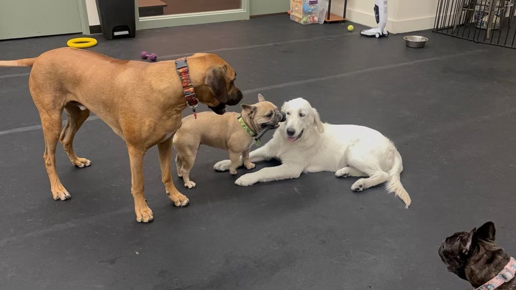 Four dogs interact on a dark floor in a dog daycare setting; a large tan dog stands while two others engage with a white one.