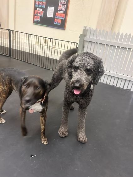 Two dogs standing on a black surface in a fenced area; a brindle dog beside a curly-coated black dog with its tongue out.