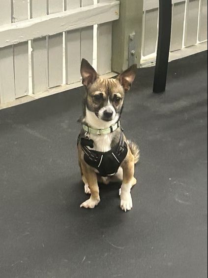 A small, brown and white dog wearing a black harness sits on a dark floor in front of a white wooden gate.