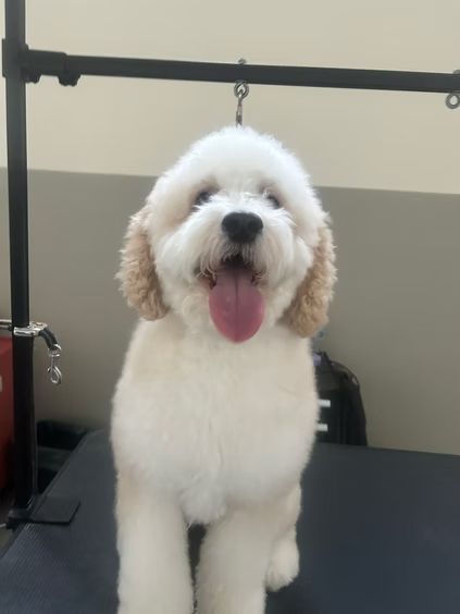 A happy, fluffy, cream-colored Goldendoodle dog standing on a grooming table, panting with its tongue out.