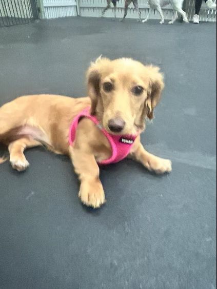 A light brown long-haired dachshund wearing a pink harness sits on a dark gray floor.